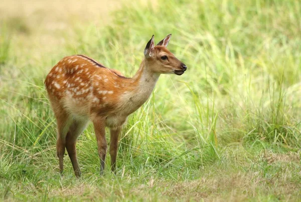 赤ちゃんザ鹿 Cervus Nippon — ストック写真