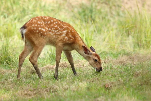 Baby Sika Hert Cervus Nippon — Stockfoto