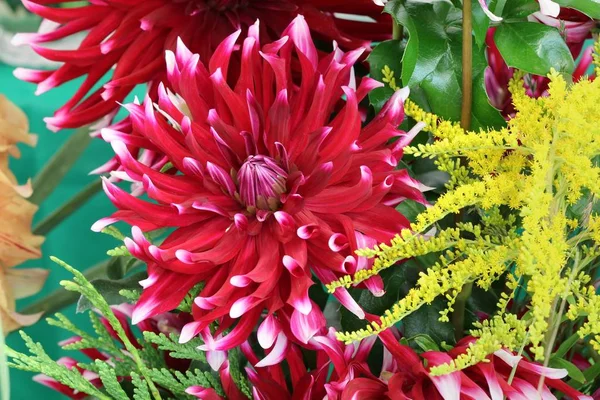 Kwiat Dahlii Ogrodowej Dahlia Pinnata — Zdjęcie stockowe