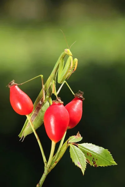 Beautiful European Mantis Female Mantis Religiosa — Stock Photo, Image