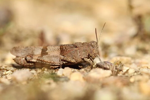 Mavi Kanat Çekirgesi Oedipoda Baskı Yapıyor — Stok fotoğraf