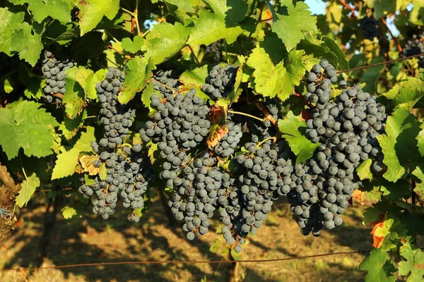 Vineyard Grapes Moravia Czech Republic — Stock Photo, Image