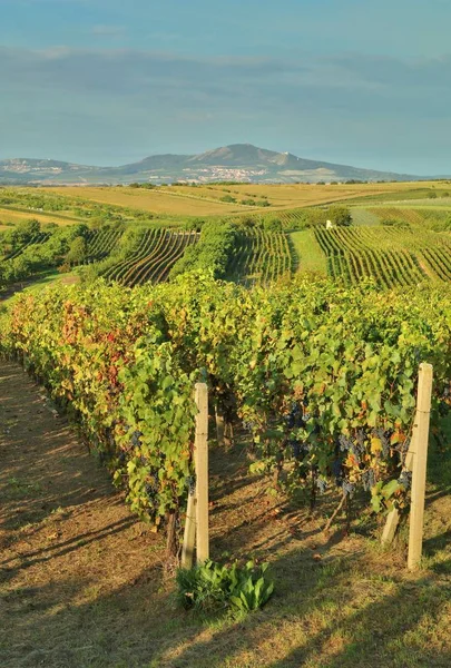 Vineyard Grapes Moravia Czech Republic — Stock Photo, Image