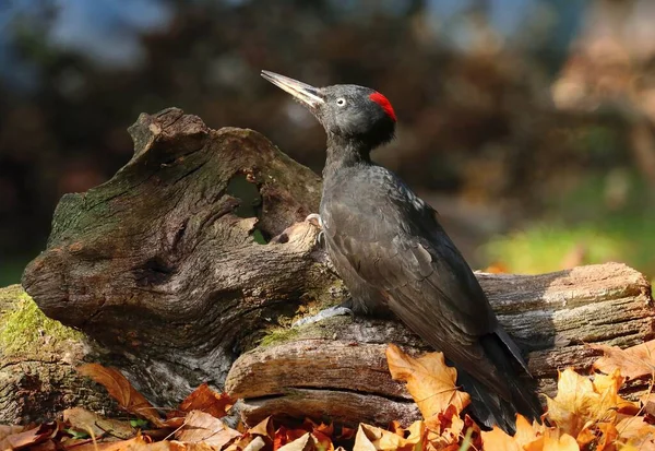 European Black Woodpecker Dryocopus Martius Female — Stock Photo, Image