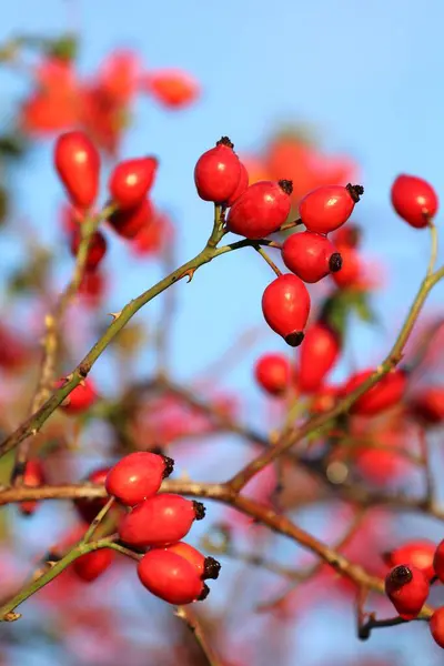 Léčení Psa Růže Rosa Canina Mnoha Kyčlemi Růží — Stock fotografie