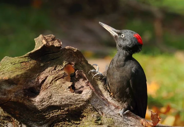 Evropská Černá Datel Dryocopus Martius Fena — Stock fotografie