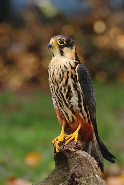 Vacker Eurasisk Hobby Falco Subbuteo — Stockfoto