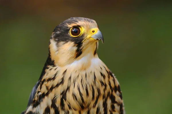 Vacker Eurasisk Hobby Falco Subbuteo — Stockfoto