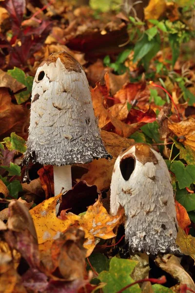 Shaggy Ink Cap Coprinus Comatus — Stock Photo, Image