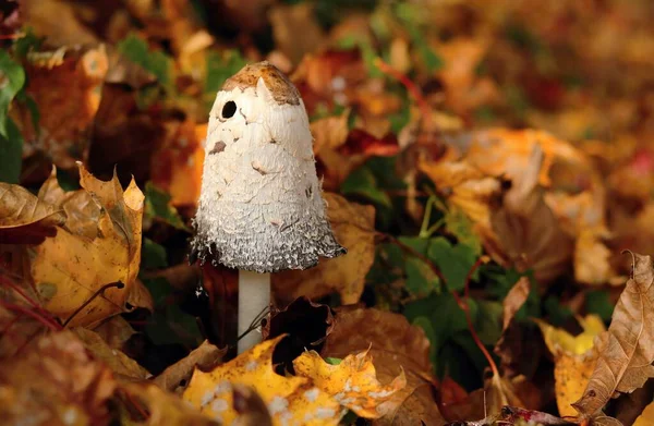 Shaggy Ink Cap Coprinus Comatus — Stock Photo, Image