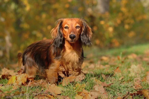 Długowłosy Pies Borsuk Jesienią — Zdjęcie stockowe