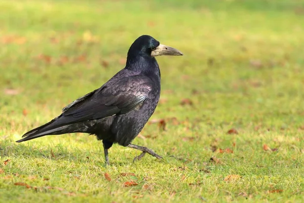 Schöne Eurasische Saatkrähe Corvus Frugilegus — Stockfoto