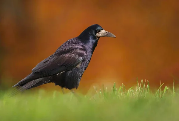 Vackert Eurasiskt Torn Corvus Frugilegus — Stockfoto