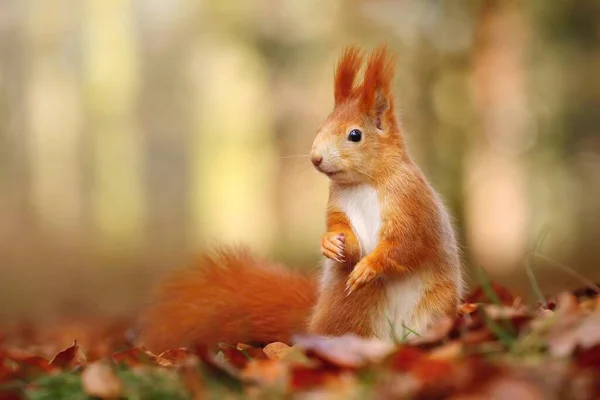 Eurasian Red Squirrel Sciurus Vulgaris — Stock Photo, Image