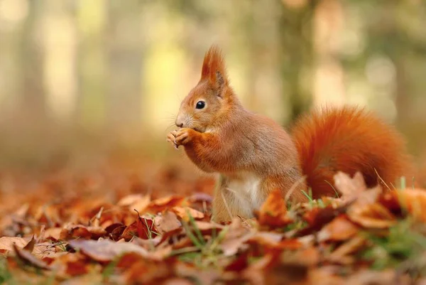 Eurazjatycka Czerwona Wiewiórka Sciurus Vulgaris — Zdjęcie stockowe