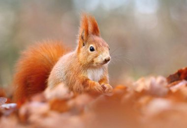 Kıllı kırmızı sincap Sciurus vulgaris