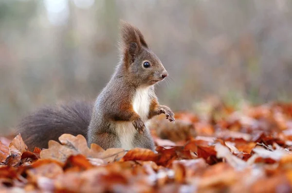 Esquilo Comum Vermelho Peludo Sciurus Vulgaris — Fotografia de Stock