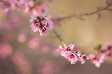 Bahar kiraz ağacı dalında çiçeği 