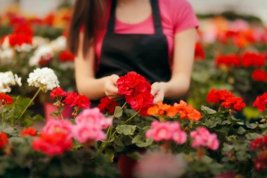Sera çalışan eller bitkiler için bakım 
