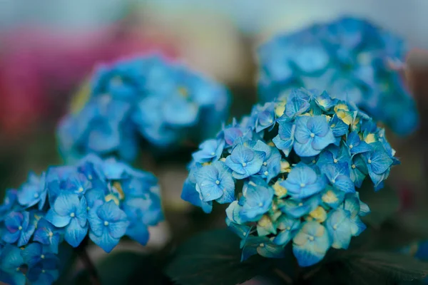 Цветок Голубой Гортензии Тепличном Цветочном Фоне — стоковое фото