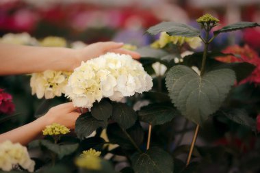 Beyaz Holding eller HORTENSIA çiçek 