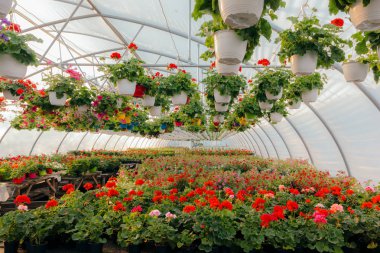 Çiçeklenme içinde güzel çiçek sera bahar sezonu 