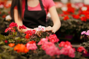 Sera çalışan eller bitkiler için bakım 