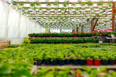 Çiçeklenme içinde güzel çiçek sera bahar sezonu 