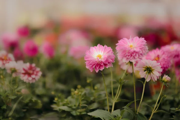 Hermosa Flor Primavera Detalle Fondo Bokeh — Foto de Stock