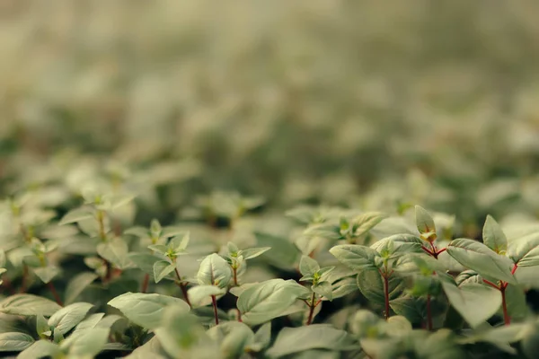 Groene Planten Lente Seizoen Kweken Kas — Stockfoto