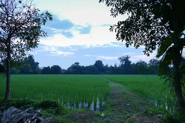 Campo de arroz paddy ao pôr do sol crepúsculo — Fotografia de Stock