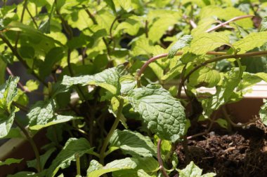 bitki yetiştirme flowerbed içinde nane