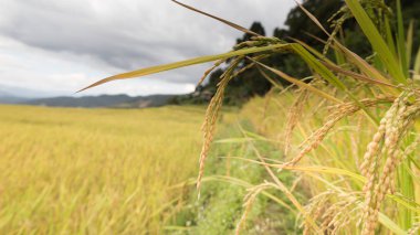 Sarı teraslı pirinç çeltik alan 