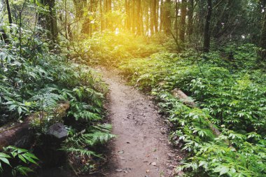 tropik yağmur ormanı ormanlarında trekking iz