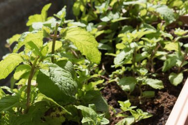 bitki yetiştirme flowerbed içinde nane