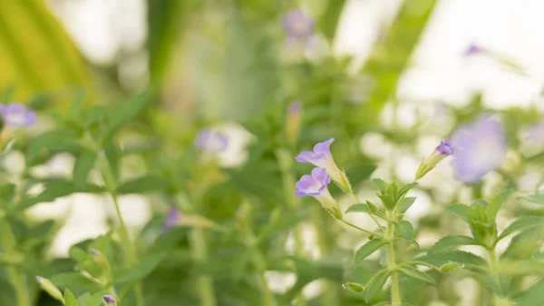 Flor púrpura en el jardín — Foto de Stock