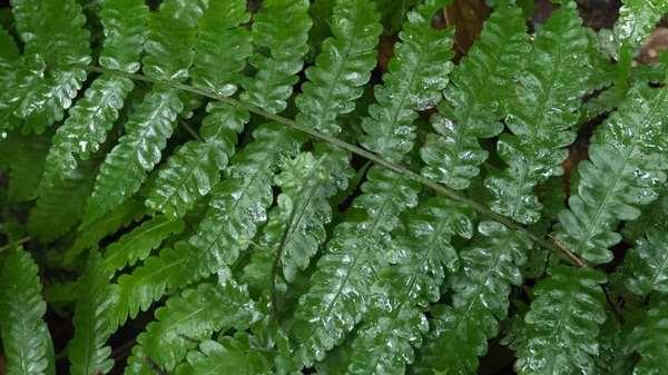 Zelené kapradí listy s kapkou deště — Stock fotografie