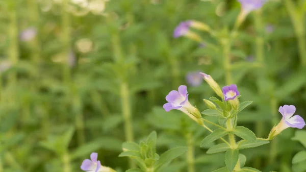 Flor púrpura en el jardín — Foto de Stock