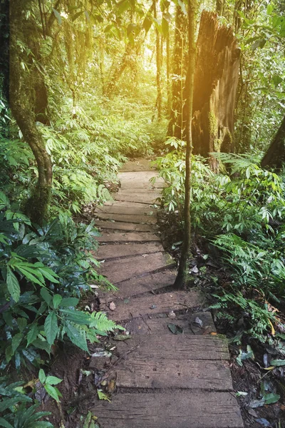 Turistické stezky v tropickém pralese džungle — Stock fotografie