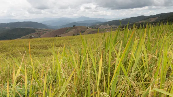 Желтые террасы рисового поля с традиционной деревянной хижиной — стоковое фото