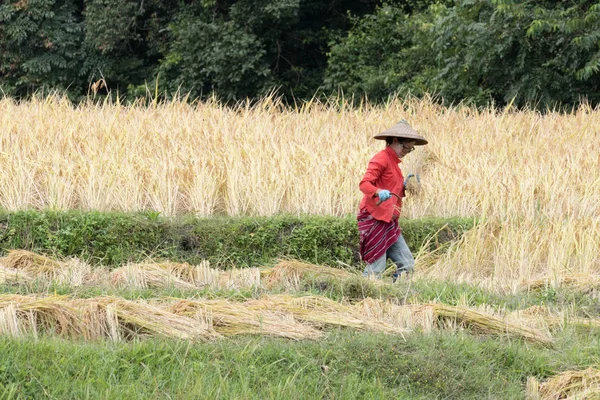 水田里收割稻子的农民 — 图库照片