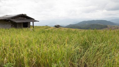 Sarı teraslı pirinç çeltik alan geleneksel ahşap kulübe ile