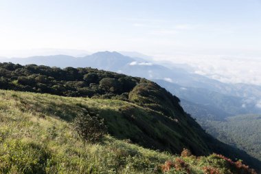 tropikal orman ve dağ manzarası 