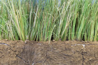 vetivar grass for preventing soil erosion clipart