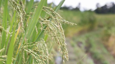 Yeşil teraslı pirinç çeltik alan 