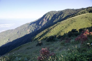 tropikal orman ve dağ manzarası 