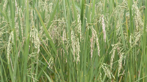 Πράσινο terraced ρύζι αναποφλοίωτο τομέα — Φωτογραφία Αρχείου