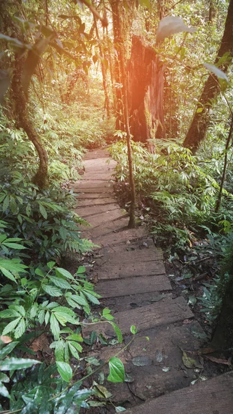 Tropik yağmur ormanı ormanlarında trekking iz — Stok fotoğraf