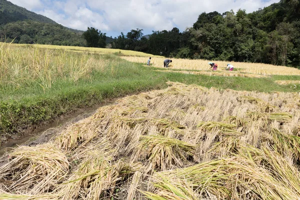 Урожай риса на рисовом поле — стоковое фото
