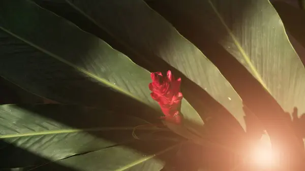 Красный имбирный цветок в саду — стоковое фото